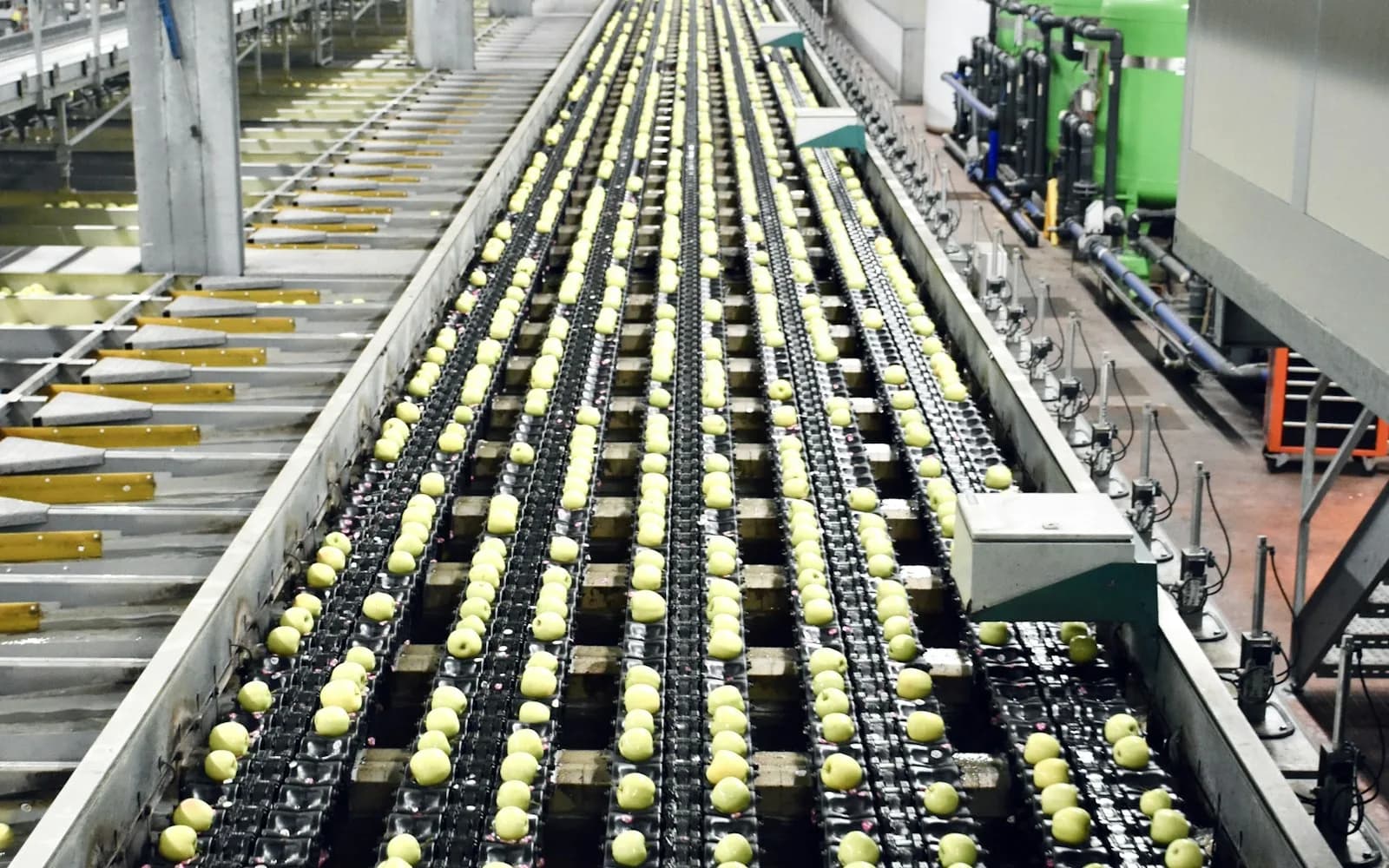 Línea de selección y transporte de producto en una planta de alimentos